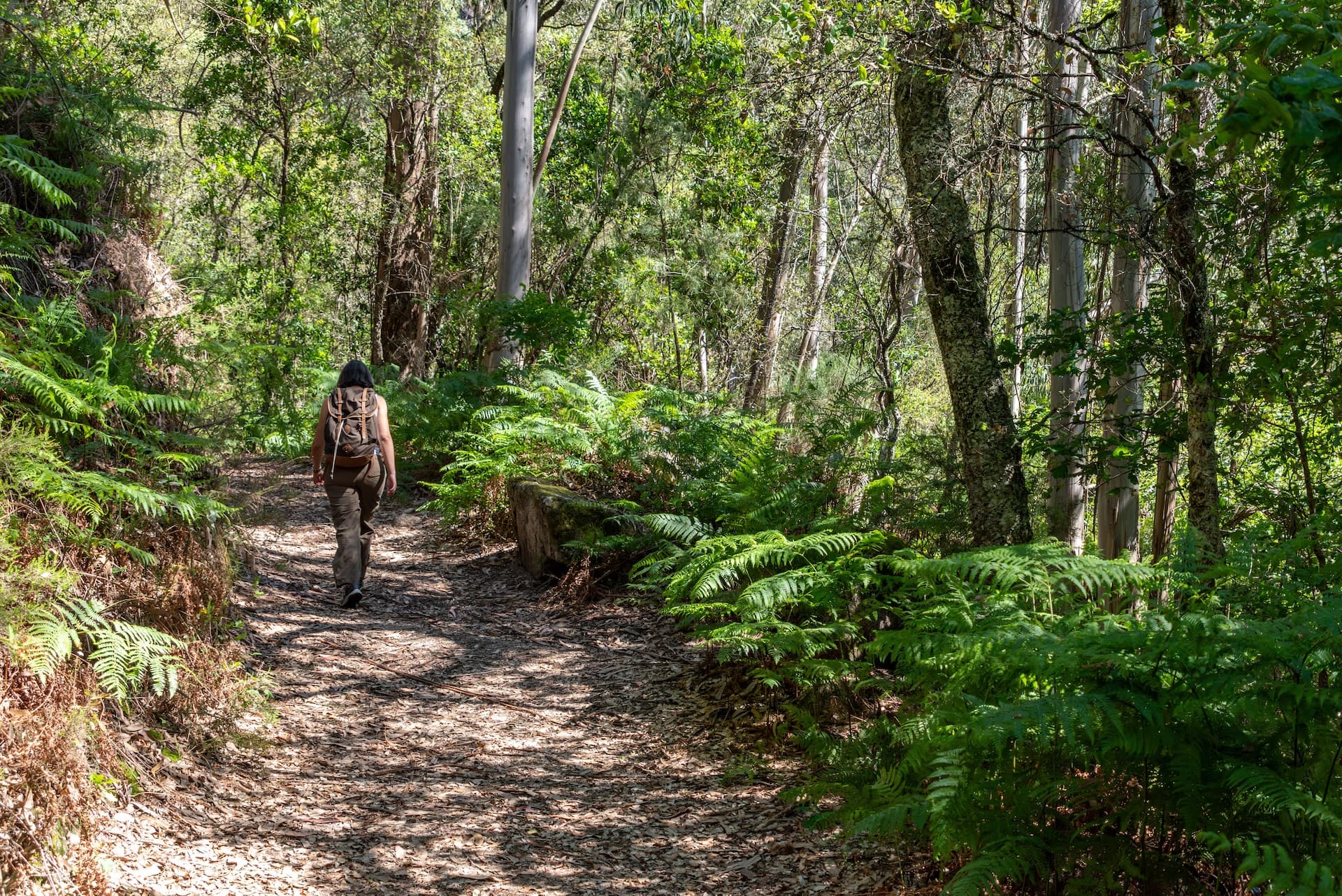 Woman hiking on leaf-covered path through dense forest with ferns in Peneda-Geres National Park.