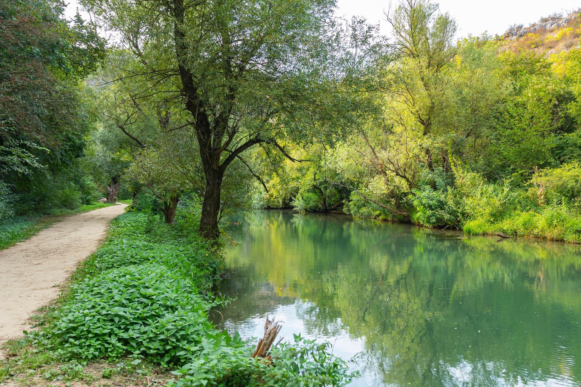 Dirt path next to river flowing through dense green forest with sunlit foliage