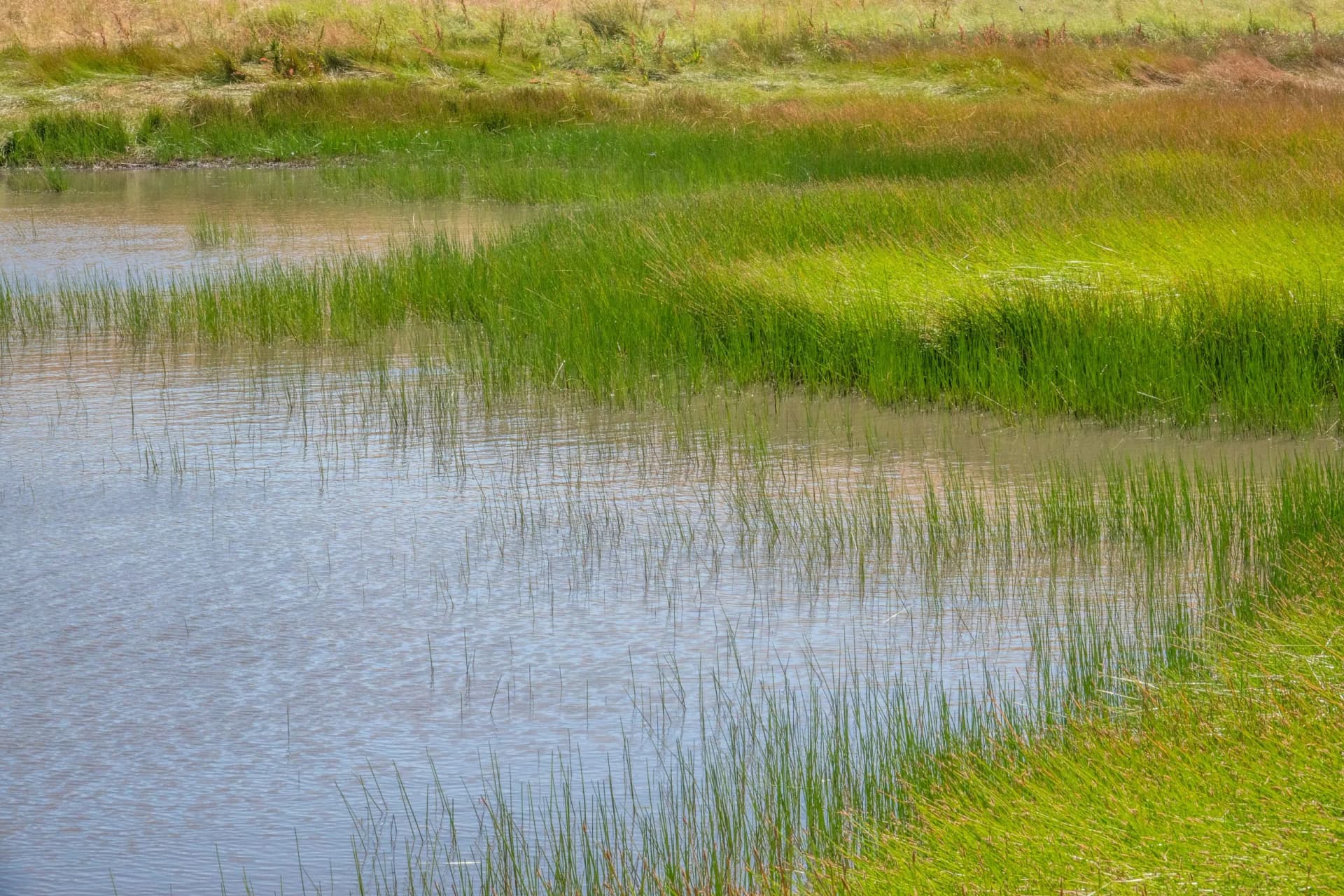 A vernal pond with colorful grass along a hiking trail in the Fort Ord National Monument, in Salinas California.