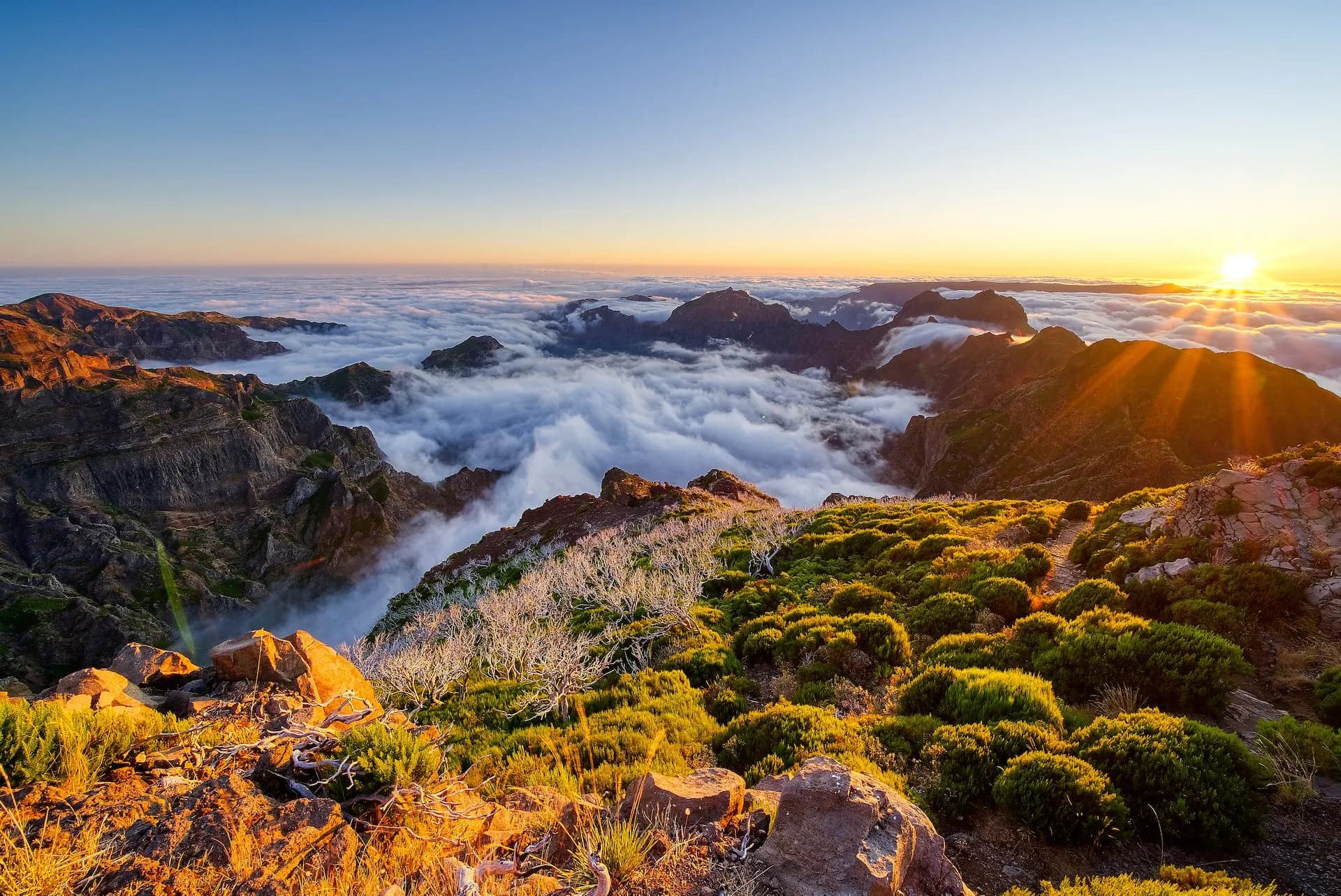 Mountain peaks above sea of clouds at sunrise in Madeira with sun flares illuminating foreground shrubs.