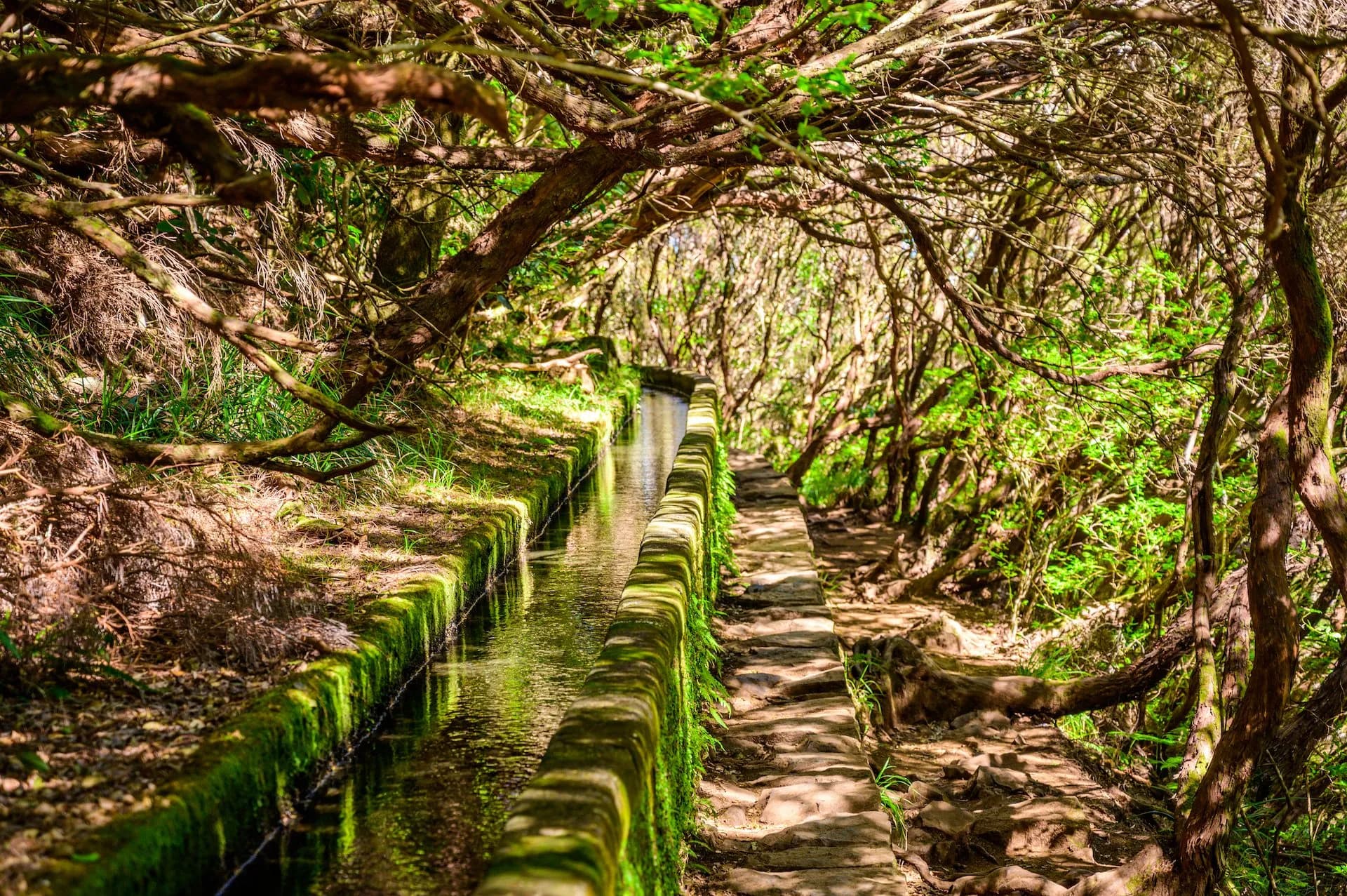 Hiking path alongside a moss-covered levada irrigation channel under dense forest canopy
