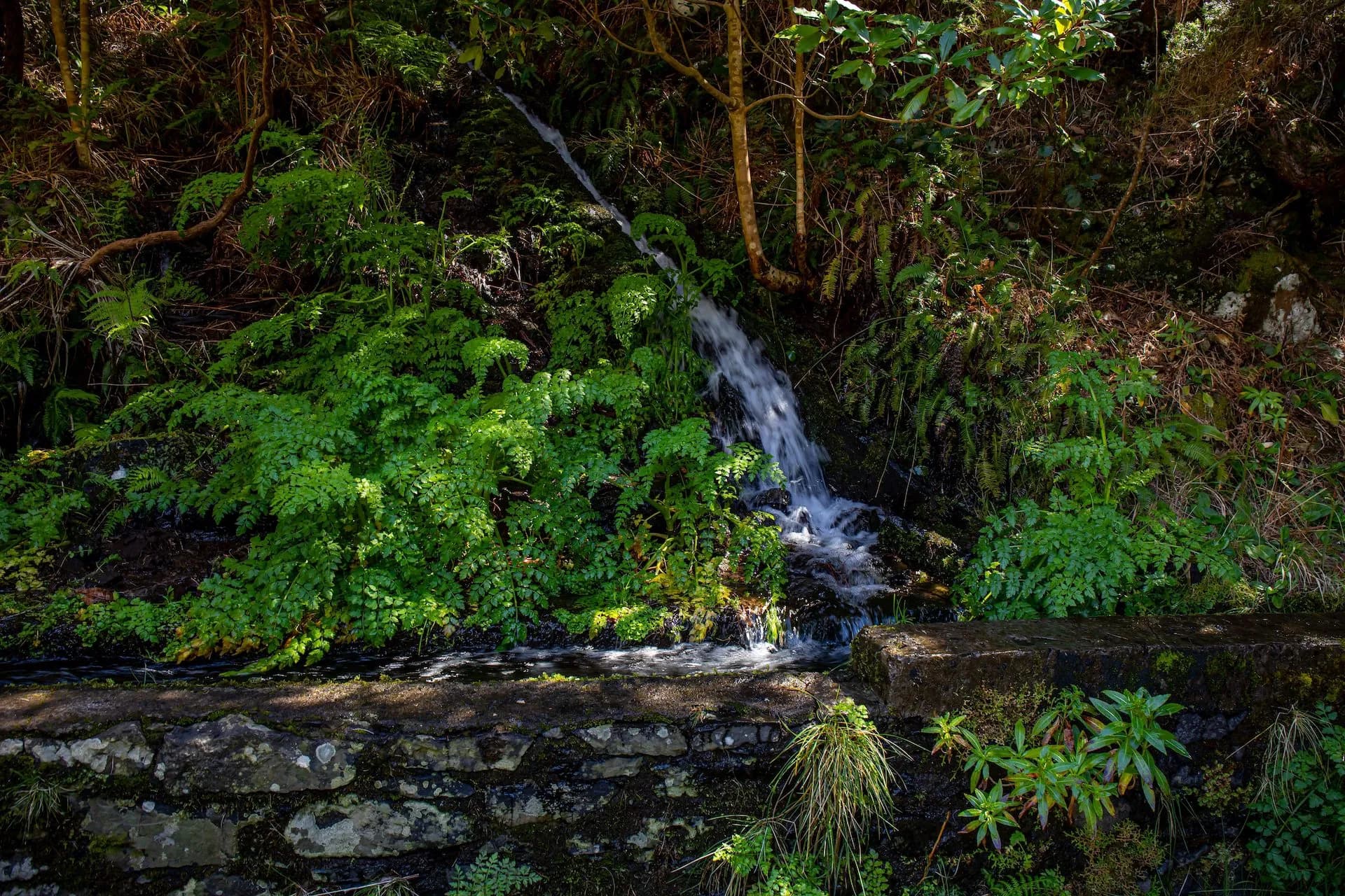 Small waterfall cascading over mossy rocks surrounded by lush green ferns and forest foliage.