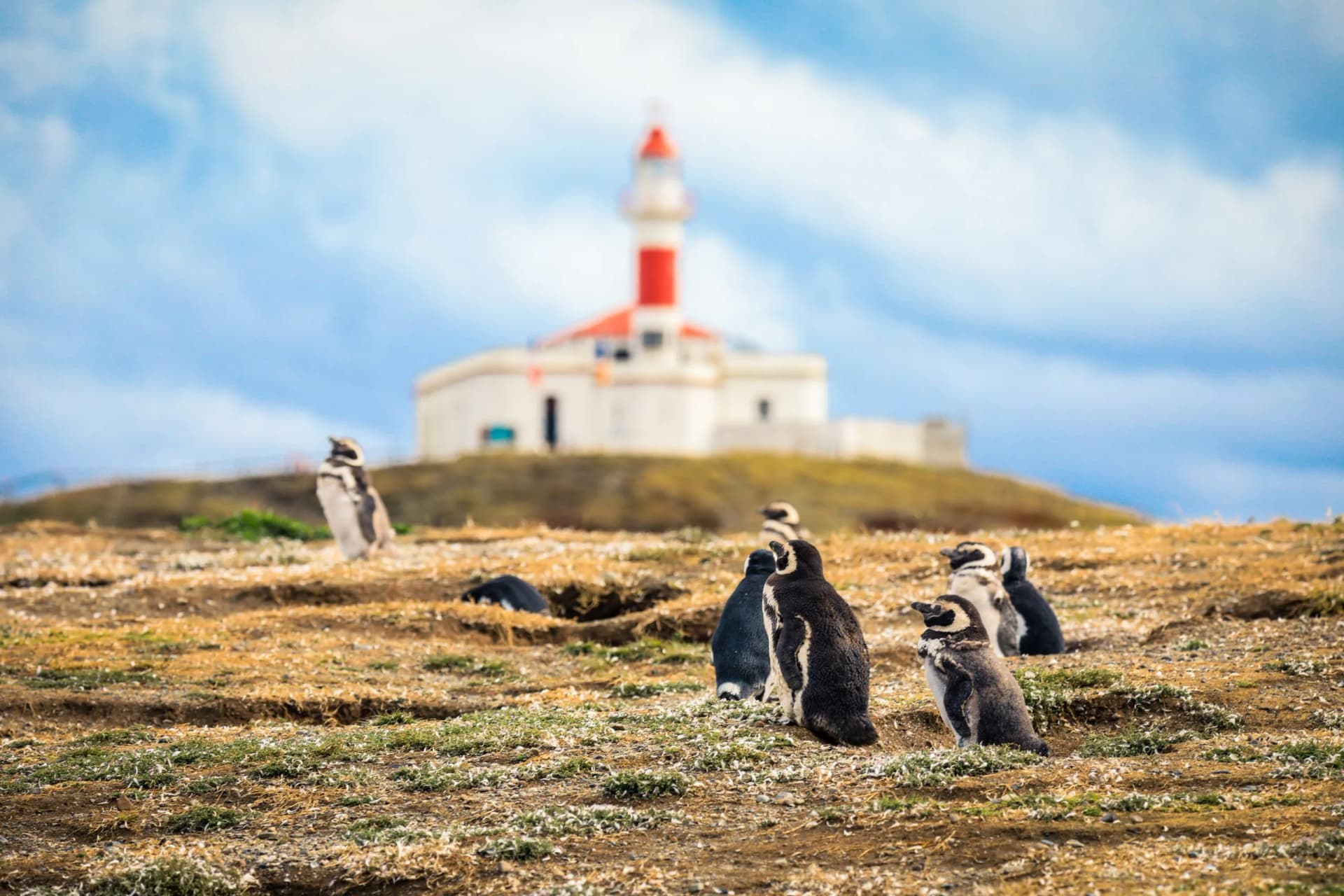 Penguins on dry ground with a red and white lighthouse on a hill under a blue sky in Punta Arenas.