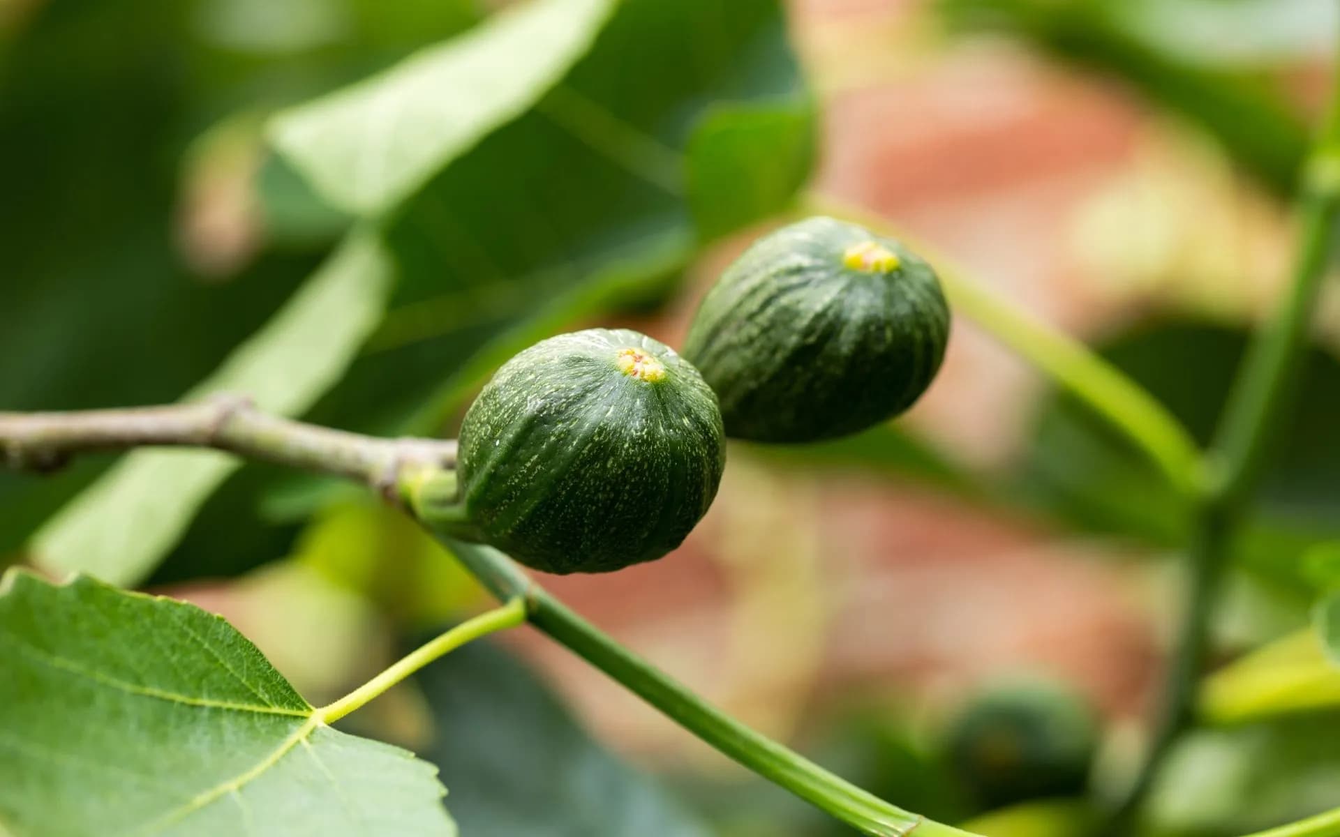Two unripe green figs growing on a branch with large green leaves, Istria region.
