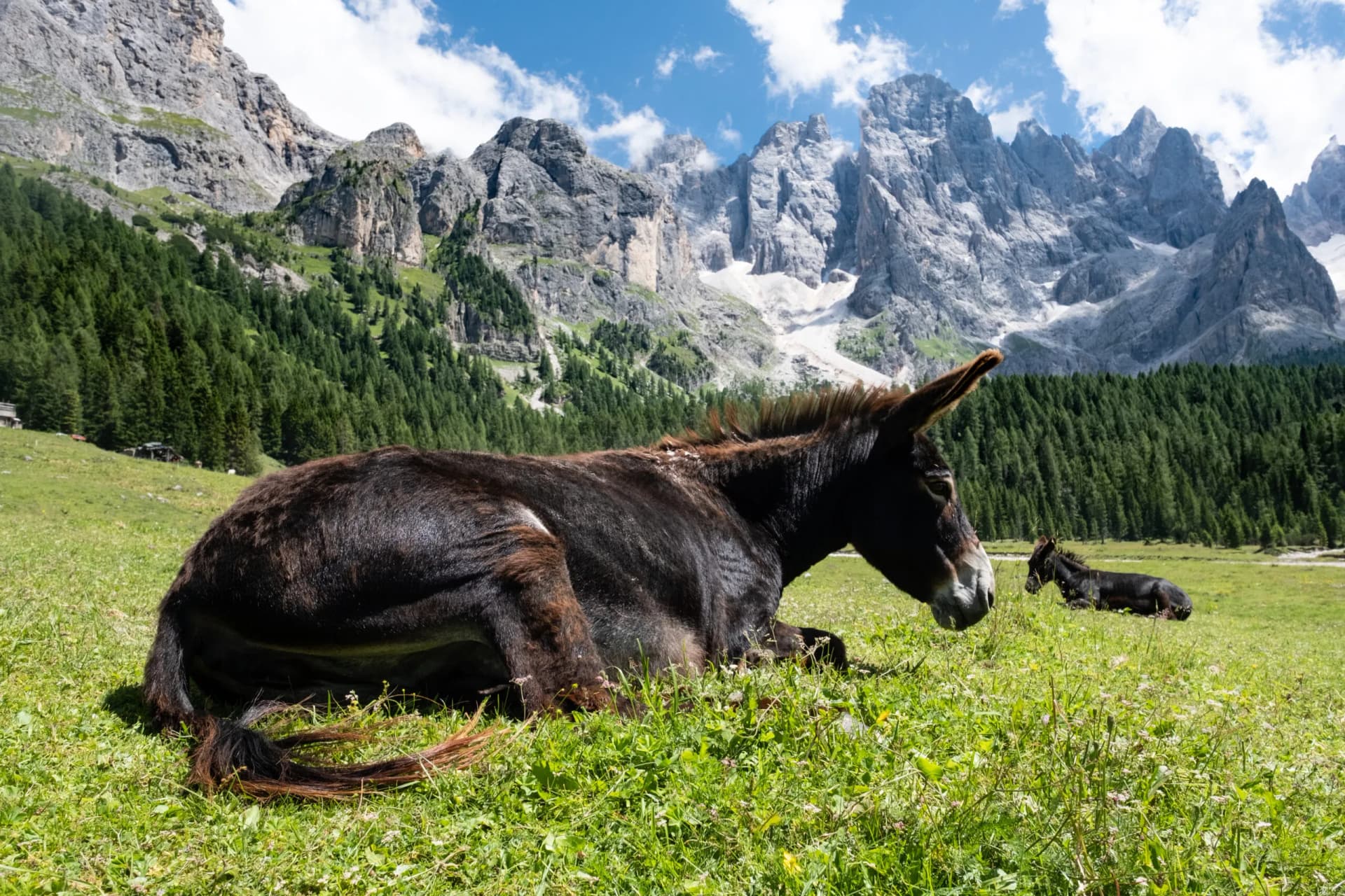 Donkeys resting in green meadow with towering, rocky mountains and pine forest backdrop.