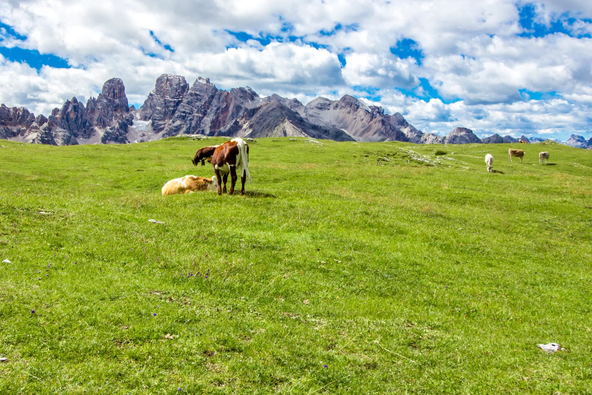 Cows grazing on green alpine plateau with jagged mountains under cloudy blue sky