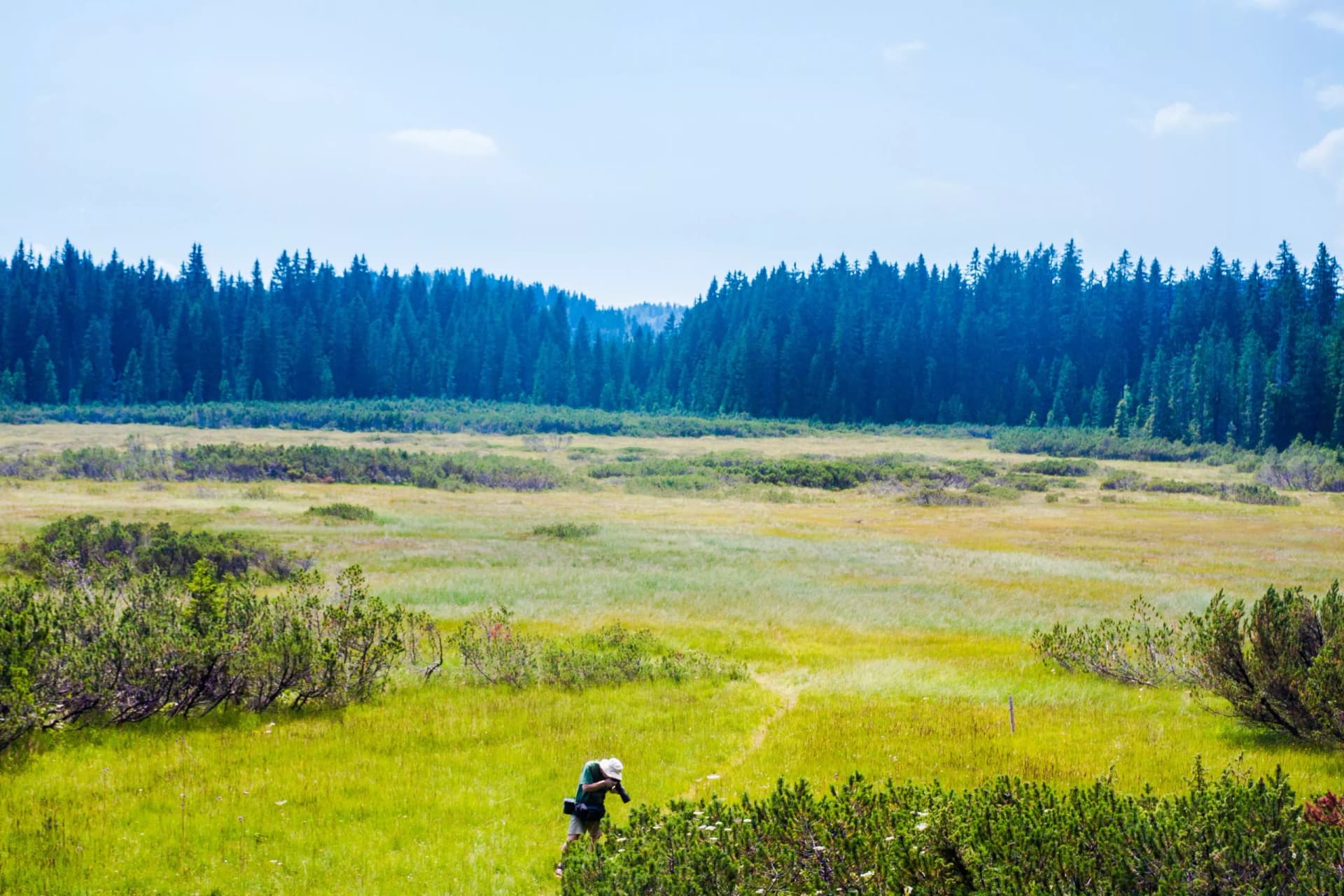 Hiker photographing wildflowers in Pokljuka marshes with dense pine forest backdrop.